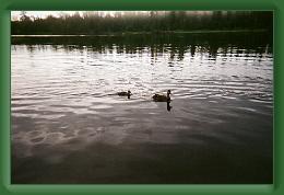 Ducks * 1545 x 1024 * (556KB)